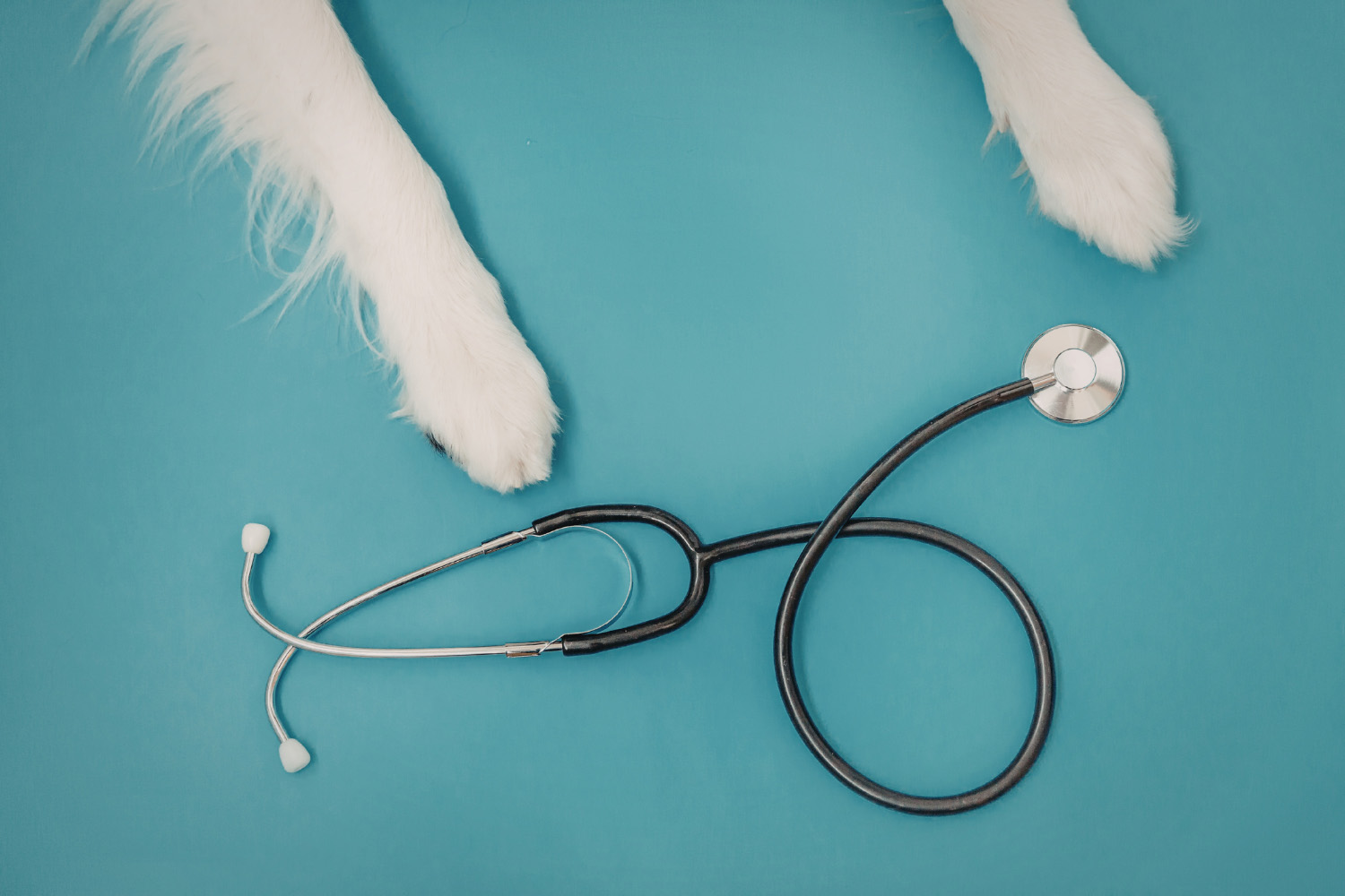 Ricette veterinarie